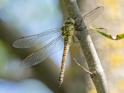 Aeshna affinis (Blue-eyed Hawker) female.jpg